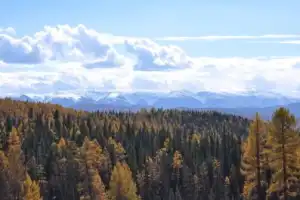 Алтай: лучшее за день Алтай: лучшее за день