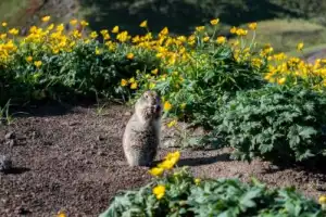 По дороге с облаками из Минеральных вод: Северное Приэльбрусье — Малый Бермамыт — Хасаут — Джилы-Су - 10