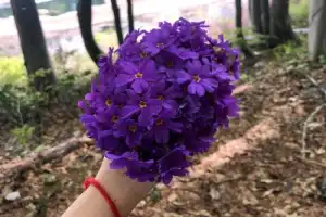 Из Сочи в Красную Поляну — мир величественных гор! - 4