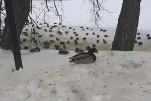 Дворянские гнёзда вокруг Москвы: усадьбы Остафьево, Дубровицы и Ивановское - 9