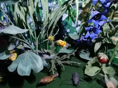 Карелия заповедная: прогулка по экотропе - 6