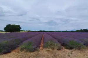 Бирюзовое сердце Прованса: озеро Сент-Круа и Вердонское ущелье - 4