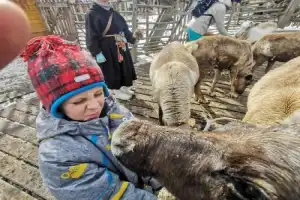 В гости к настоящей семье саами: поездка из Мурманска - 6