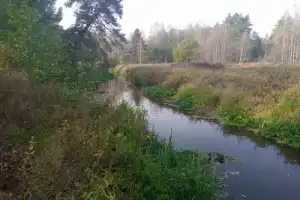 Лесная сказка в Подосинках Лесная сказка в Подосинках