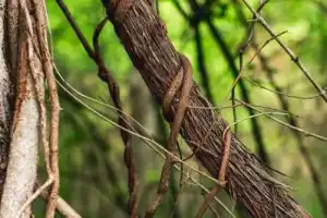 Самурский лиановый лес + экраноплан «Лунь» Самурский лиановый лес + экраноплан «Лунь»