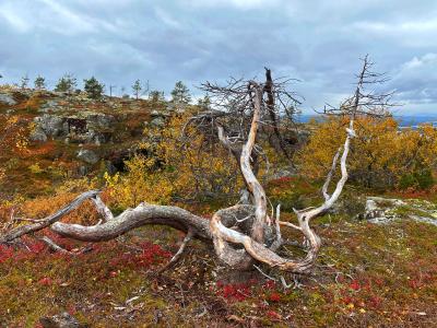 Белое море, Колвицкие водопады и древнее место силы (из Кировска) - 2