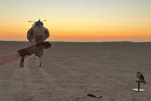 Сафари из Дохи — к Хор-аль-Адаид - 11