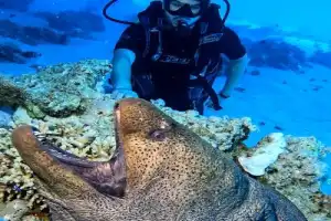 По Красному морю — на дайверской яхте - 11