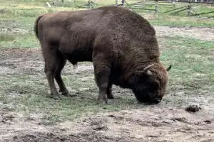 Трансфер из Бреста на экскурсию в Беловежскую пущу - 5