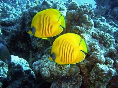 Дайвинг в фантастическом Красном море - 3