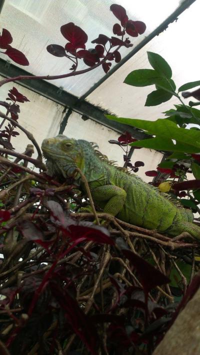 Саратов исторический и тропический - 4