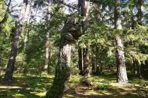 Из Бреста — в заповедный мир Беловежской пущи - 2