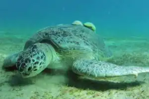 Бухта Абу-Дабаб: кораллы и морские черепахи - 6