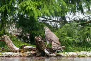 Трансфер из Бреста в Беловежскую пущу и обратно - 5