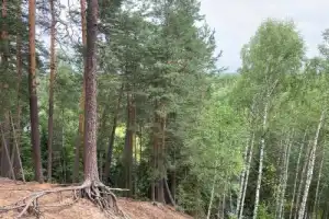 Тур-ретрит в нацпарке «Марий Чодра» в мини-группе: йога, практики и лёгкие прогулки (всё включено) - 7