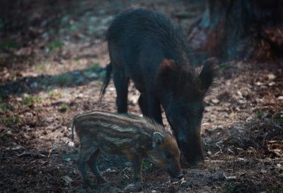 Путешествие в Беловежскую пущу - 4
