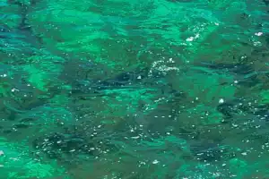 Кассис и каланки: морская душа Прованса - 12