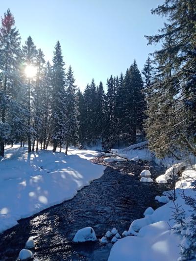 Карелия заповедная: прогулка по экотропе - 13