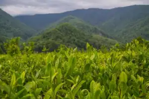 Путь чайного листа в Сочи Путь чайного листа в Сочи