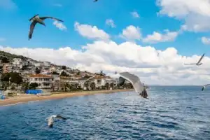 Море тюльпанов и главные достопримечательности Стамбула - 9