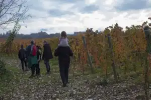 Охота на трюфель в Пьемонте - 13