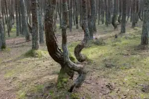 Из Калининграда — на Куршскую косу и в Зеленоградск