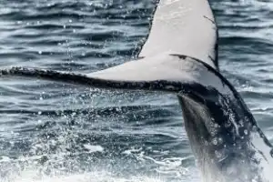 Море впечатлений в Баренцевом море