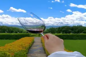 За видами и винами — на Собер Баш! - 4