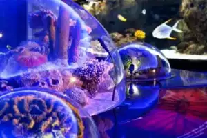 В гости к акулам и скатам: поездка в Istanbul Aquarium (трансфер и билеты включены) - 10