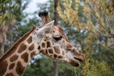 Трансфер в Dubai Safari Park и The Green Planet - 11