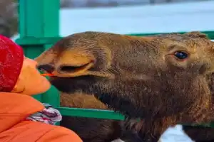 Из Костромы — на лосиную ферму! - 8