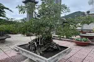 Авторская экскурсия «Нячанг на 360 градусов» - 6