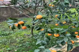 Попробовать Адлер на вкус - 16