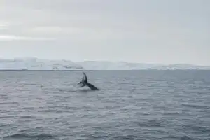 Все северные удовольствия в одном путешествии: на Кольский полуостров в мини-группе