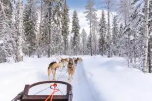 В гости к карельскому Деду Морозу! - 6