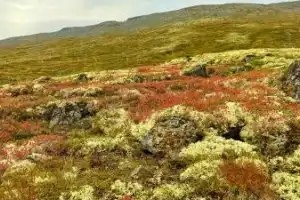 Прогулка в Хибинах + экскурсия по Кировску в мини-группе - 10