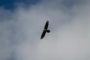 Авторское путешествие на джипе «Наедине с горами Осетии» - 7