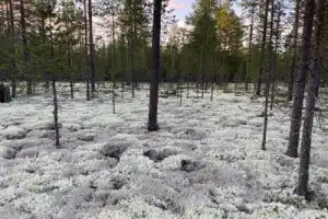 Аметисты Белого моря и исконный Русский Север - 12