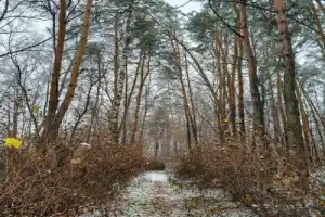 Косино — Кусково: путь от легенд к парадной усадьбе - 4
