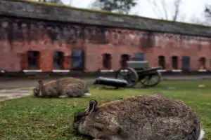 По фортам Калининграда — из Зеленоградска - 18