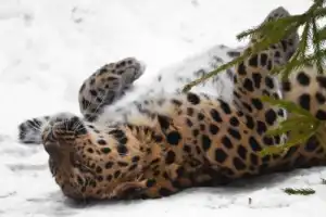 Кравцовские водопады и Земля леопарда - 4