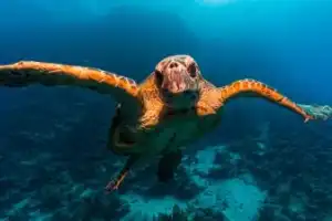 В объятиях Красного моря: снорклинг, подводный мир и отдых на яхте