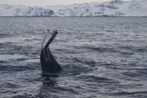 3 дня за полярным кругом: тур с проживанием в купольном отеле премиум-класса - 6