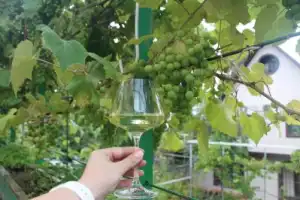 Попробовать Сочи на вкус: экскурсия-дегустация - 6