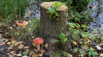 Град Китеж и озеро Светлояр - 2