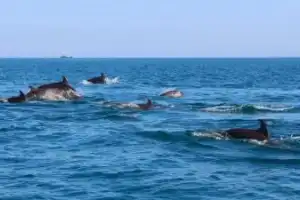 Рыбалка в Чёрном море - 4