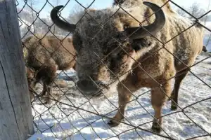 Вдоль берега Катуни: путешествие из Манжерока - 12