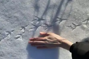 Бёрдвотчинг в Ессентуках - 4