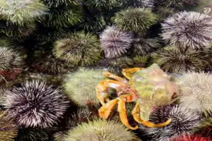 Мурманск: обзорная экскурсия + дегустация морепродуктов - 10