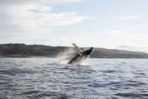 Отправиться в арктическое приключение на новейшем катере — из Териберки